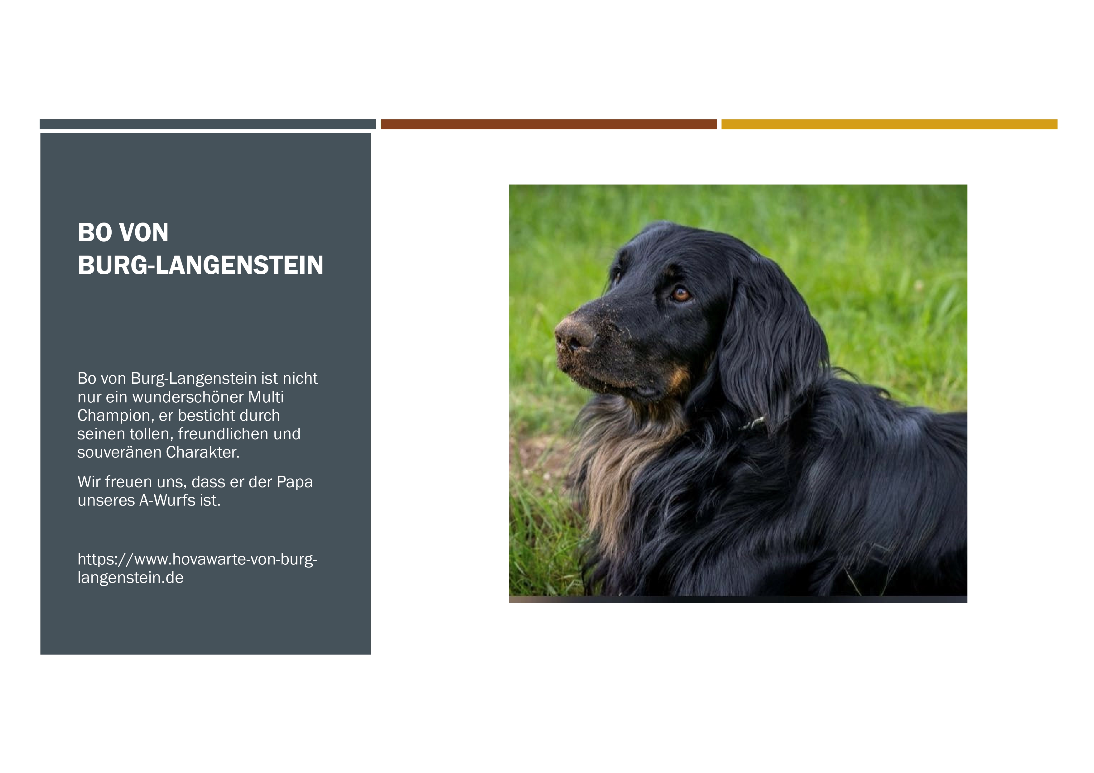 Steckbrief Bo