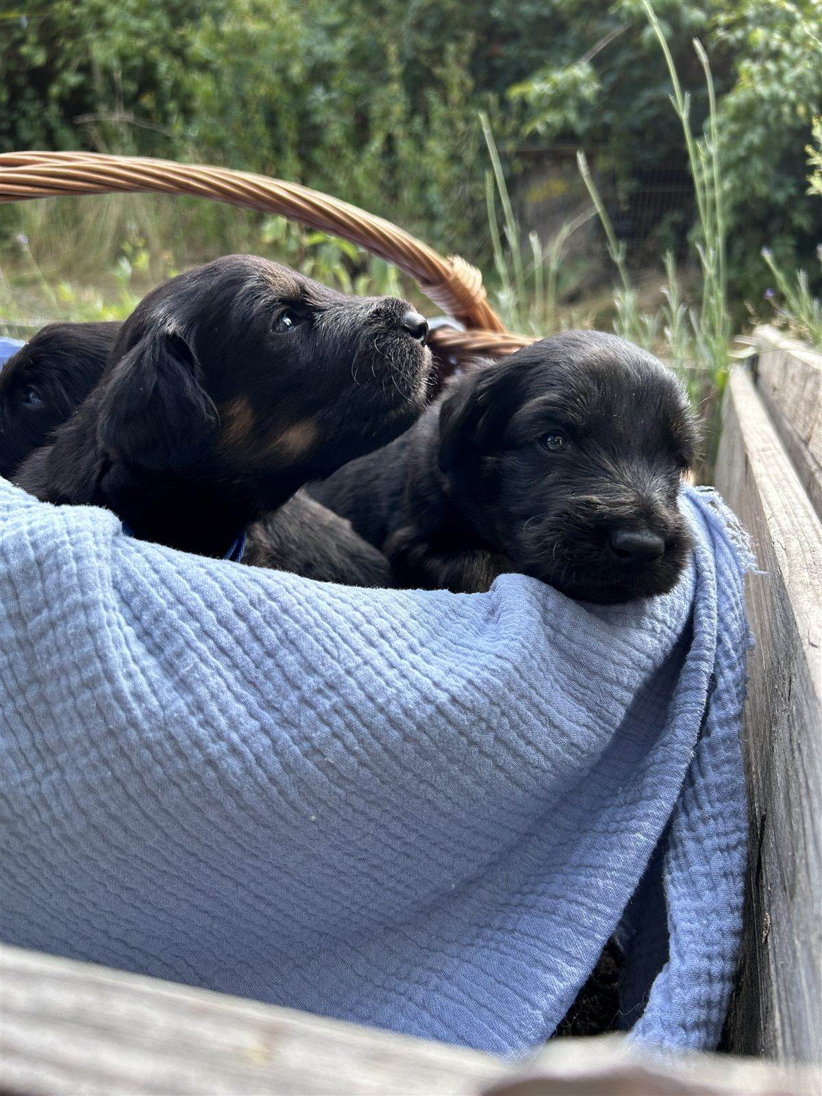 Ari und Amos aus der Basaltschmiede