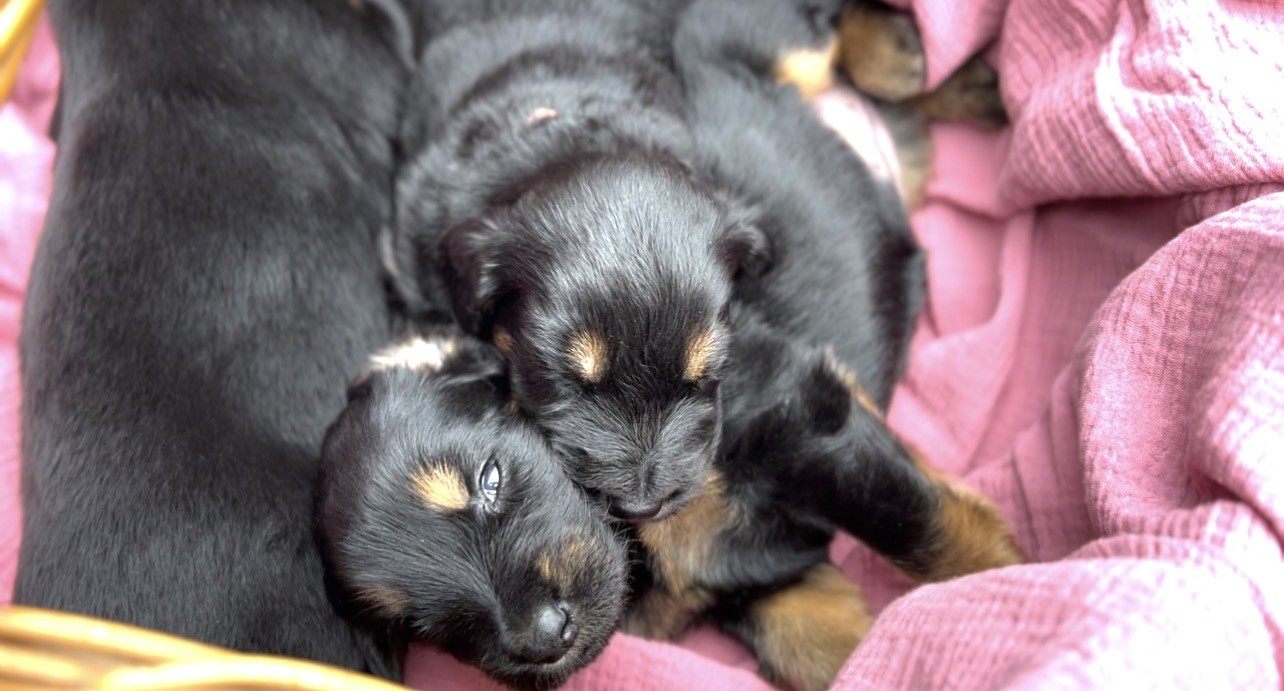Welpen kuscheln zusammen im Körbchen